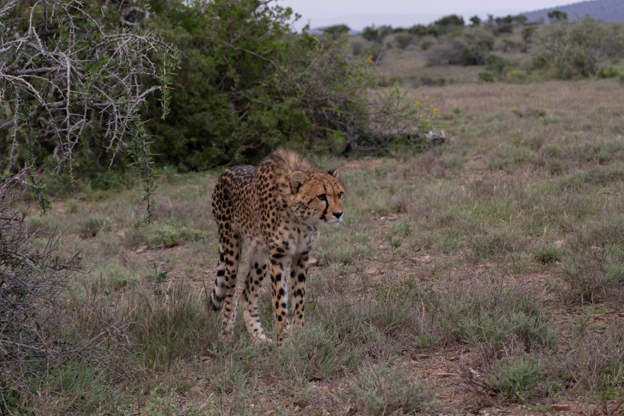 Kuzuko Lodge Addo Kültér fotó