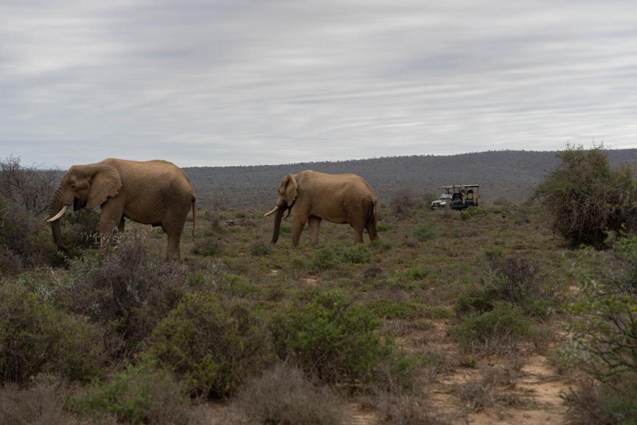 Kuzuko Lodge Addo Kültér fotó