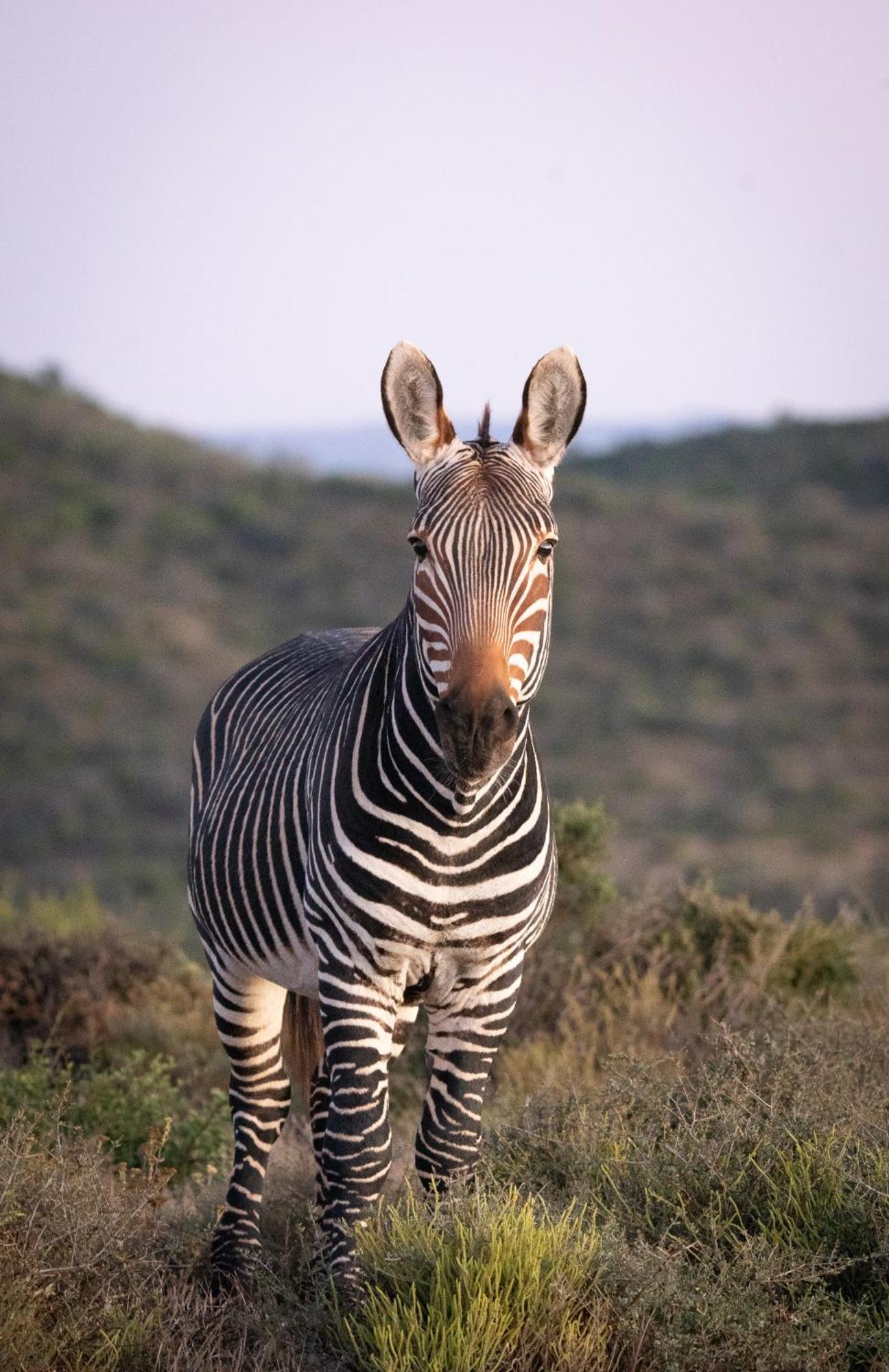 Kuzuko Lodge Addo Kültér fotó
