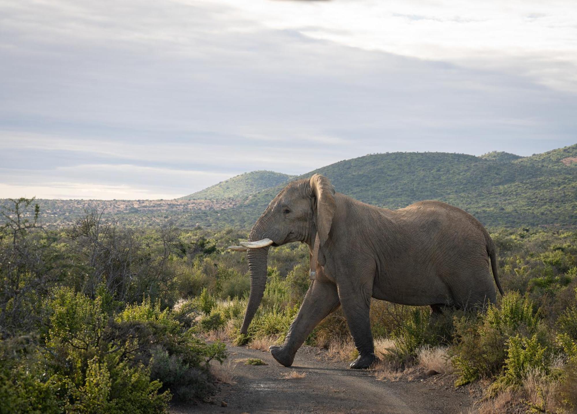 Kuzuko Lodge Addo Kültér fotó